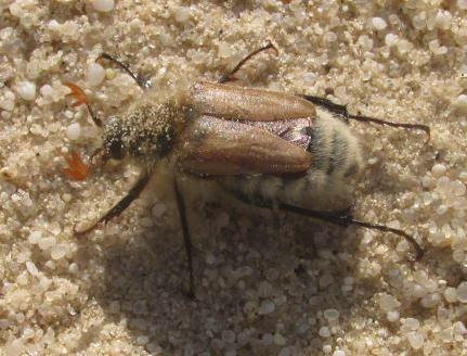 沙子上的甲虫特写